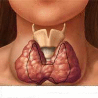 функции щитовидной железы